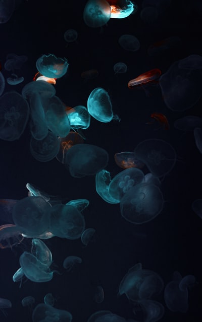 Blue and white jellyfish illustrations
